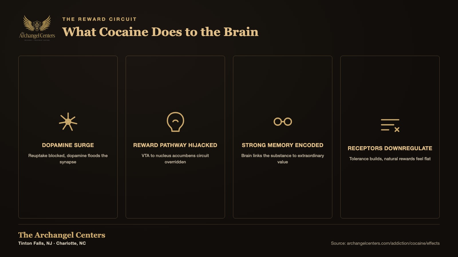 What does cocaine do to the brain