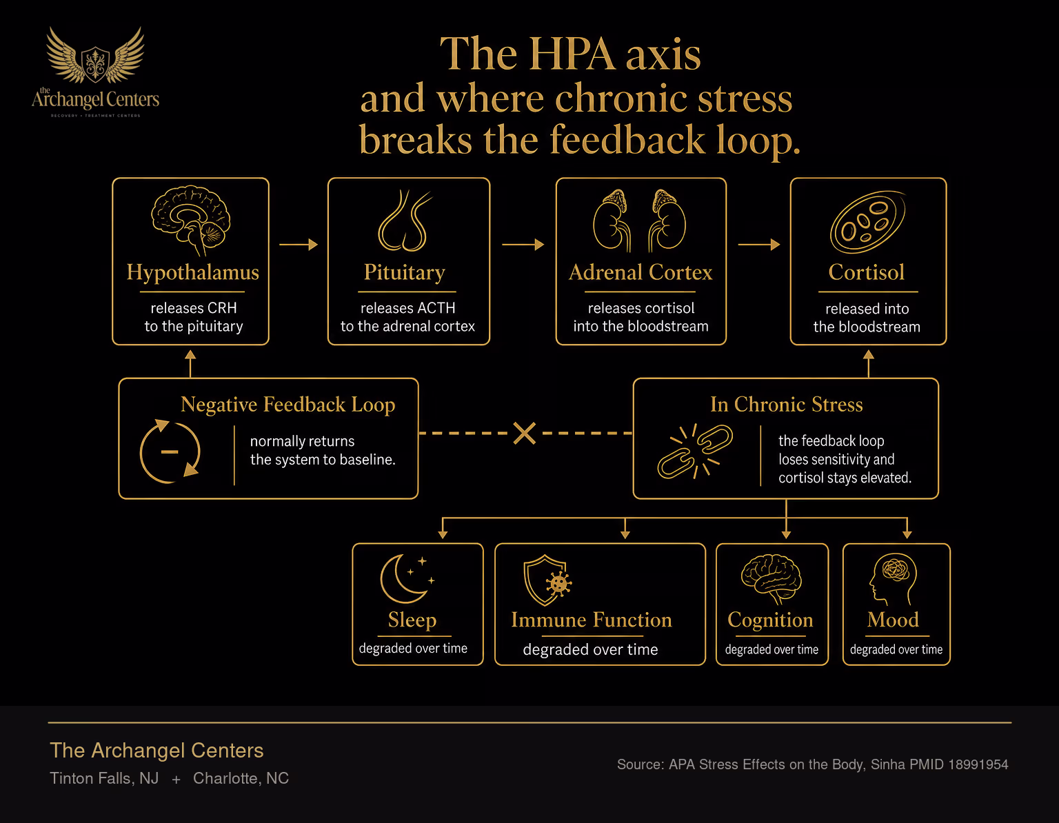The HPA axis stress response. Hypothalamus releases CRH to the pituitary, which releases ACTH to the adrenal cortex, which releases cortisol into the bloodstream. A negative feedback loop normally returns the system to baseline. In chronic stress the feedback loop loses sensitivity and cortisol stays elevated, degrading sleep, immune function, cognition, and mood over time.